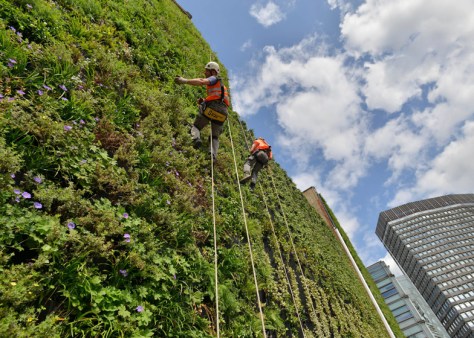 Embargoed until Wednesday 21 August, 00.01 Living wall photo cap